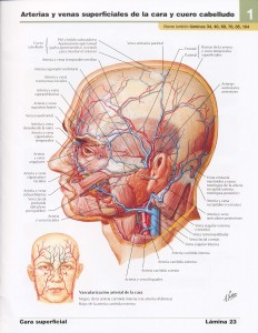 Anatomia De Gardner Gray Pdf Download